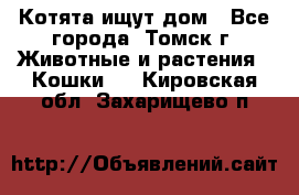 Котята ищут дом - Все города, Томск г. Животные и растения » Кошки   . Кировская обл.,Захарищево п.